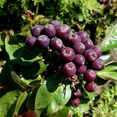 Рябина ЛИКЁРНАЯ сладкоплодная — описание сорта Рябина ЛИКЁРНАЯ сладкоплодная в Иркутске