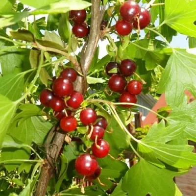 Смородина золотистая ВИШНЕВАЯ в Иркутске