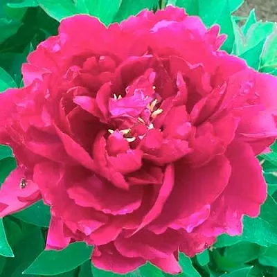 Пион ОСТРОВНОЙ МИНИСТР древовидный в Иркутске