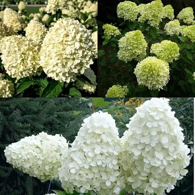 Комплект НЕЖНЫЙ КАПУЧИНО в Иркутске