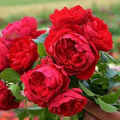 Саженцы роз ФЛОРЕНТИНА плетистая  Саженцы роз ФЛОРЕНТИНА плетистая в Иркутске