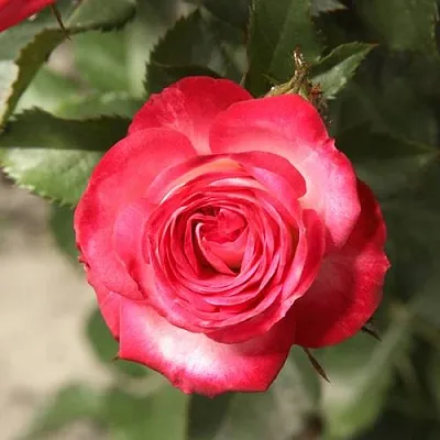 Саженцы роз САФИНА спрей в Иркутске