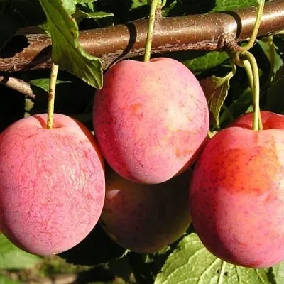 Слива ВИКТОРИЯ  Слива ВИКТОРИЯ в Иркутске