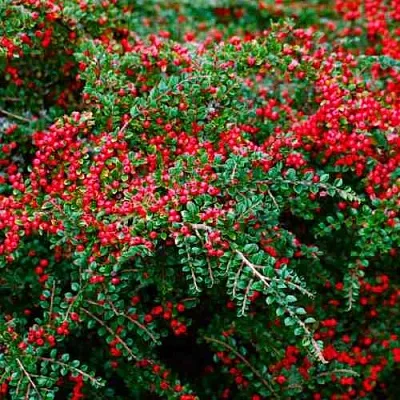 Кизильник горизонтальный  Кизильник горизонтальный в Иркутске