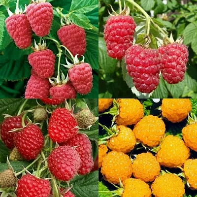 Комплект МАЛИНОВОЕ АССОРТИ в Иркутске