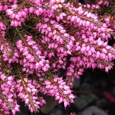 Эрика СТИНКЕ дарленская  Эрика СТИНКЕ дарленская в Иркутске