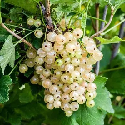 Смородина белая БЕЛАЯ ПОТАПЕНКО  Смородина белая БЕЛАЯ ПОТАПЕНКО в Иркутске