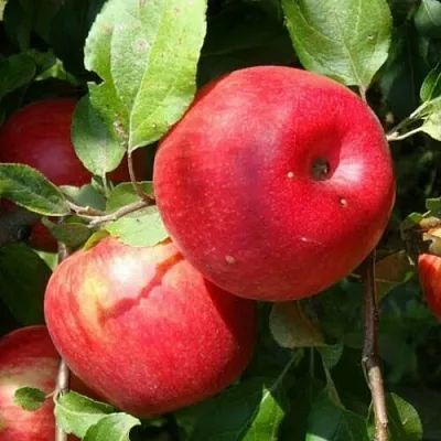 Яблоня ВАЛЕРИЯ  Яблоня ВАЛЕРИЯ в Иркутске