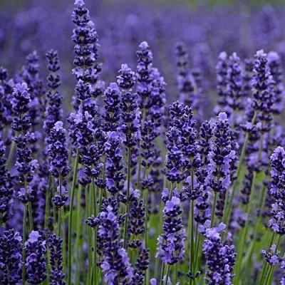 Лаванда МАНСТЕД узколистная  Лаванда МАНСТЕД узколистная в Иркутске