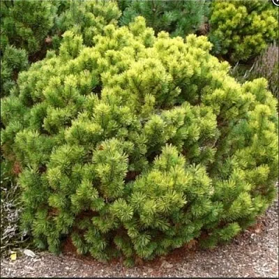 Ель ДАНС ДВАРФ обыкновення в Иркутске