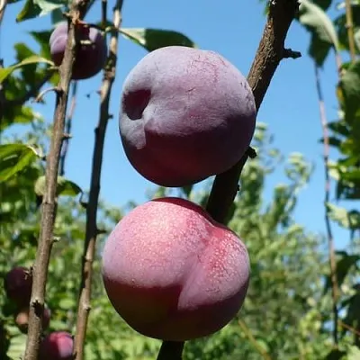 Плумкот ВЕЙ ВОНГ  Плумкот ВЕЙ ВОНГ в Иркутске