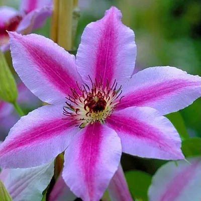 Клематис НЕЛЛИ МОЗЕР  Клематис НЕЛЛИ МОЗЕР в Иркутске