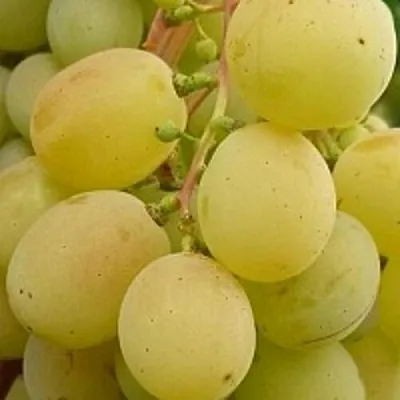 Виноград ТАЛИСМАН  Виноград ТАЛИСМАН в Иркутске