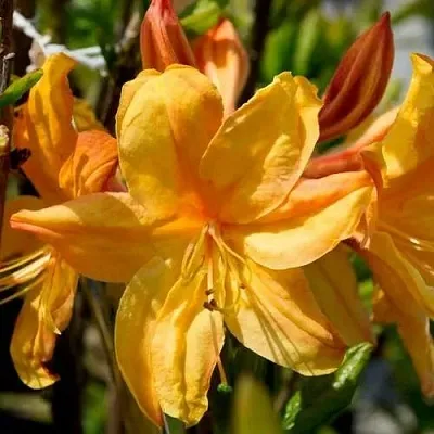 Азалия ГОЛДЕН ЛАЙТС листопадная  Азалия ГОЛДЕН ЛАЙТС листопадная в Иркутске