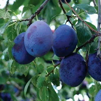 Слива ЭМПРЕСС  Слива ЭМПРЕСС в Иркутске