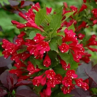 Вейгела РЕД ПРИНЦ  Вейгела РЕД ПРИНЦ в Иркутске