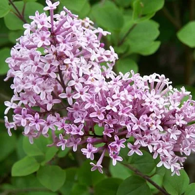 Сирень ПАЛИБИН  в Иркутске