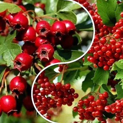 Комплект БУДЬ ЗДОРОВ в Иркутске