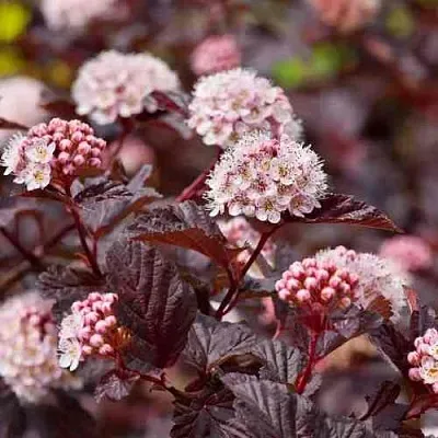 Пузыреплодник АНДРЕ   Пузыреплодник АНДРЕ  в Иркутске