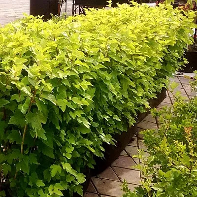 Комплект АНГЕЛ ГОЛД в Иркутске