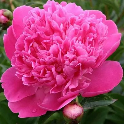 Пион ЭДУЛИС СУПЕРБА травянистый  Пион ЭДУЛИС СУПЕРБА травянистый в Иркутске