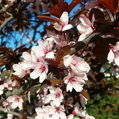 Слива ВУДИ растопыренная  Слива ВУДИ растопыренная в Иркутске