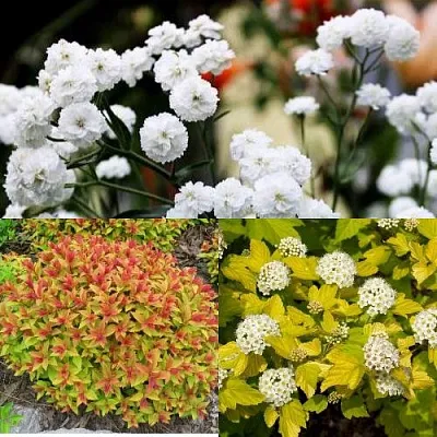 Комплект СОЛНЕЧНЫЙ МИКС в Иркутске