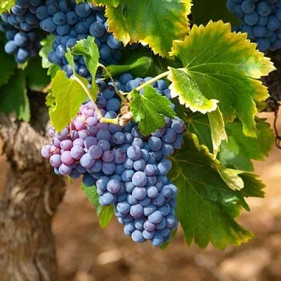 Виноград ЗИЛГА в Иркутске