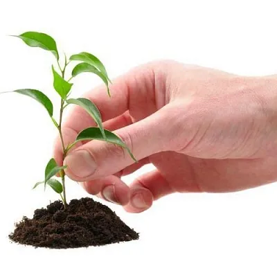 Саженцы в Иркутске