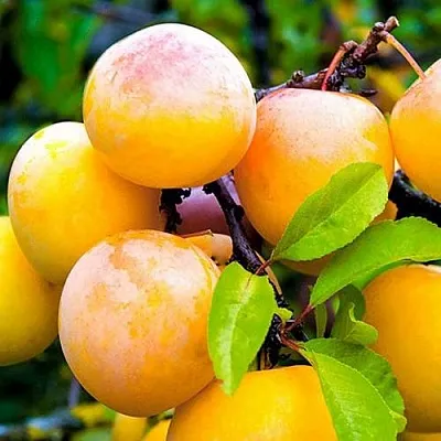 Слива МИНСКАЯ  Слива МИНСКАЯ в Иркутске