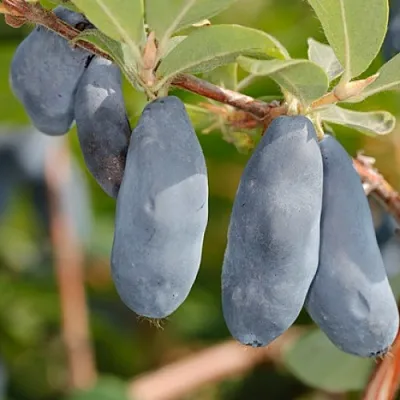 Жимолость съедобная СИНИЙ УТЕС  Жимолость съедобная СИНИЙ УТЕС в Иркутске