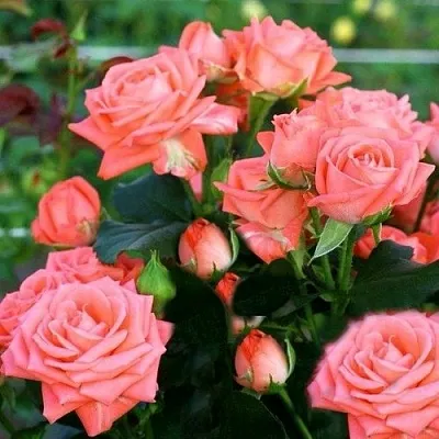 Саженцы роз БАРБАДОС спрей в Иркутске