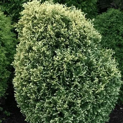 Туя ЛИТОМИШИЛ западная в Иркутске