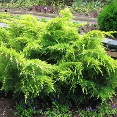 Можжевельник ГОЛД КОСТ средний в Иркутске