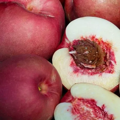 НЕКТАПЛЮМ  НЕКТАПЛЮМ в Иркутске