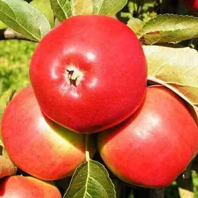 Яблоня СЯБРЫНА в Иркутске