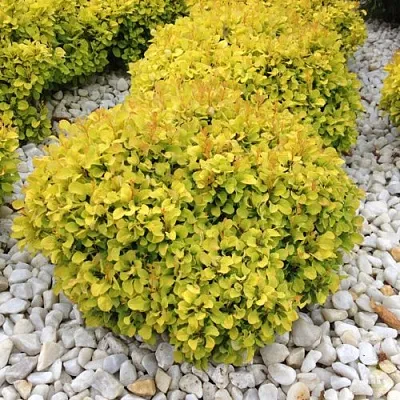 Барбарис БОНАНЗА ГОЛД тунберга в Иркутске