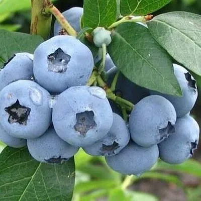 Голубика БЛЮЭТТА  Голубика БЛЮЭТТА в Иркутске