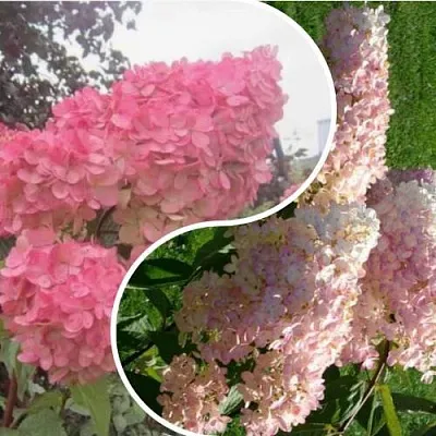 Комплект МНОГОГРАННОСТЬ в Иркутске