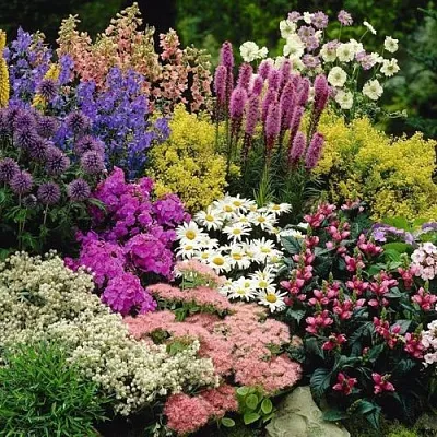 Многолетние растения в Иркутске