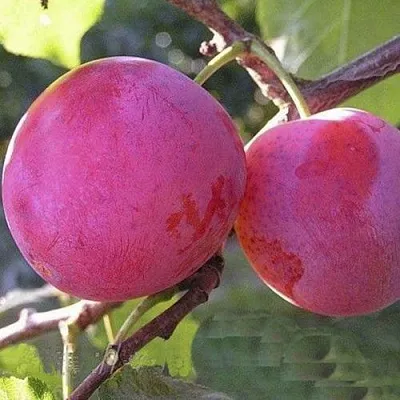 Слива ДЕЛИКАТНАЯ  Слива ДЕЛИКАТНАЯ в Иркутске