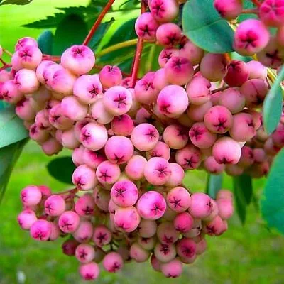 Рябина ПИНК сладкоплодная  Рябина ПИНК сладкоплодная в Иркутске