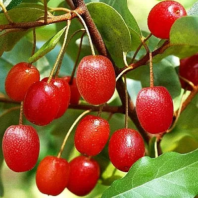 Гуми в Иркутске