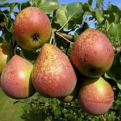 Груша МРАМОРНАЯ в Иркутске