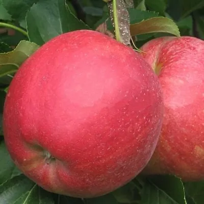 Яблоня РУБИН  Яблоня РУБИН в Иркутске