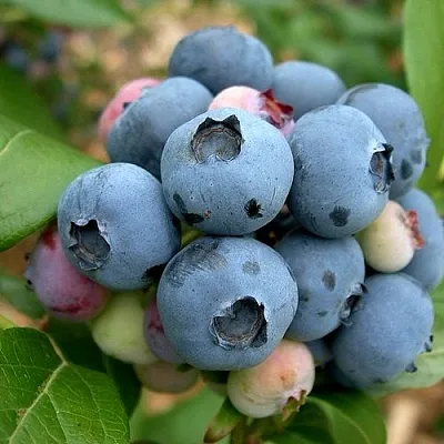 Голубика КОЛЛИНЗ  Голубика КОЛЛИНЗ в Иркутске