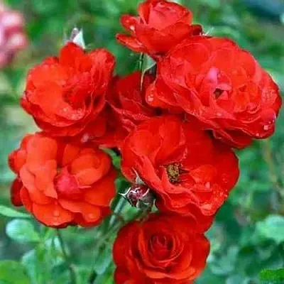 Саженцы роз ФАЙЕР КИНГ спрей в Иркутске