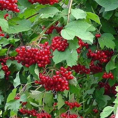 Калина КОМПАКТУМ  Калина КОМПАКТУМ в Иркутске