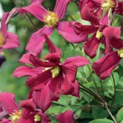 Клематис СТРОУБЕРРИ ФИЛДС  Клематис СТРОУБЕРРИ ФИЛДС в Иркутске