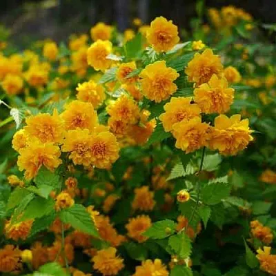 Керрия японская ПЛЕНИФЛОРА  Керрия японская ПЛЕНИФЛОРА в Иркутске